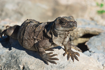 Iguana on the rocks. Isla Mujeres, Mexico