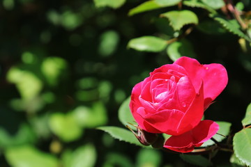 Red Rose (Rosa)