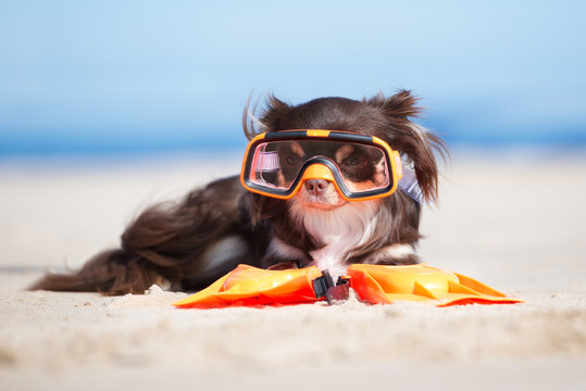 funny chihuahua dog in a snorkel glasses on a beach