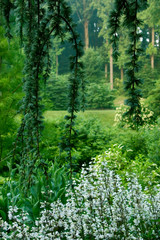 Fototapeta premium Weeping Cedar Branches