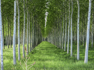 Rows of poplar trees in the countryside, Tuscany Italy - obrazy, fototapety, plakaty