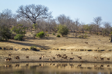 Fototapeta na wymiar Common Impala in Kruger National park, South Africa
