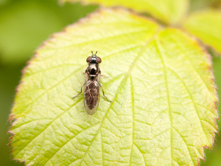 a small black fly with body wings and big eyes and antenna in clear sharp focus resting upon a leaf in the forest