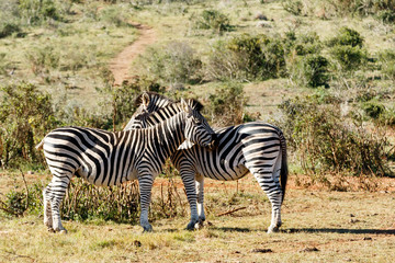 Fototapeta na wymiar Zebras standing together