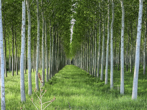 Rows of poplar trees in the countryside, Tuscany Italy