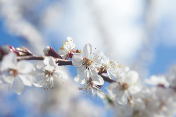 Flowers of blooming apricot tree