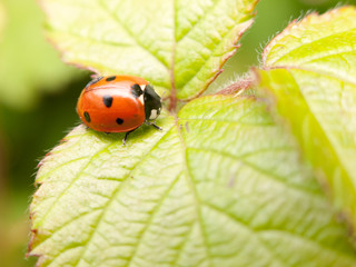 a red and black ladybird resting upon a leaf inside its shell waiting cute