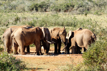 Elephants having a meeting