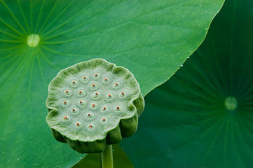 Sacred Lotus Seed Pod