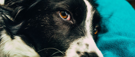 Boarder Collie