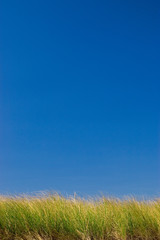 Fototapeta na wymiar Dune Grass and Sky