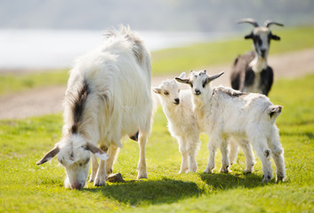 Family of goats eats grass