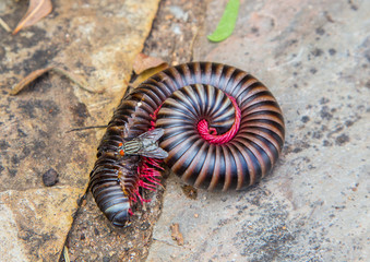 Convoluted Millipede at the Blyde River Canyon, South Africa