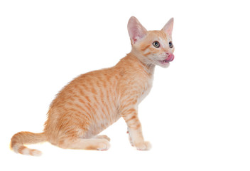 A ginger kitten looks up and lickens. Isolated on white background