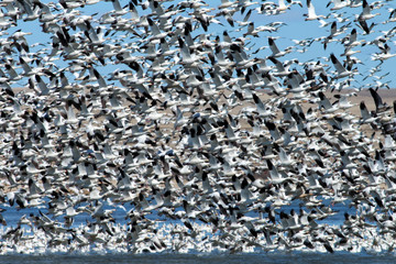 Snow Geese take flight from Freezout Lake, Montana.