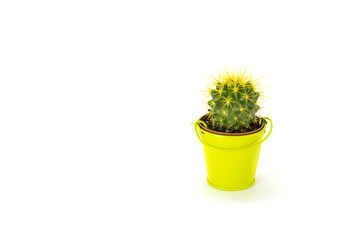 Green cactus in small bucket isolated on a  white background