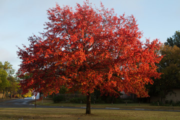 Naklejka premium tree in autumn