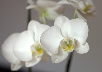 Orchidea....