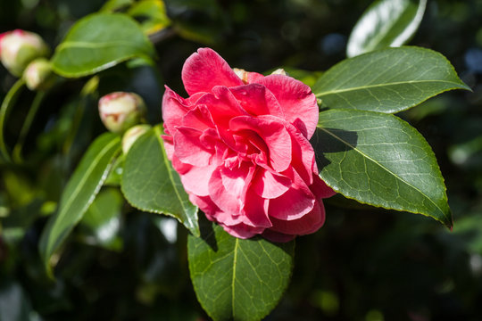 Camellia japonica 'Betty Sheffield Pink'
