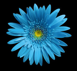 Turquoise gerbera flower on black isolated background with clipping path.   Closeup.  no shadows. ...