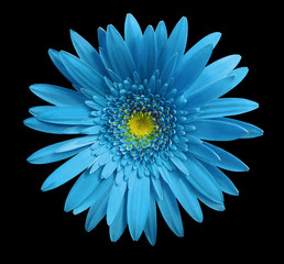 Turquoise gerbera flower on black isolated background with clipping path.   Closeup.  no shadows.  For design.  Nature.