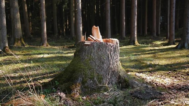 tracking shot of a broken tree stump