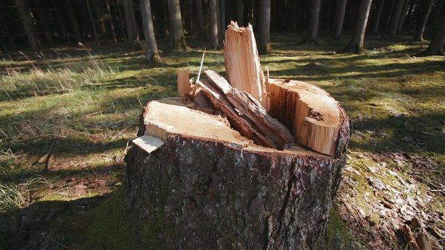 tracking shot of a broken tree stump