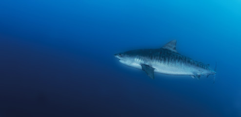 Tiger Shark