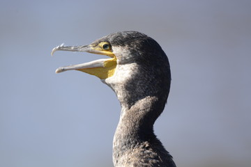 cormoran