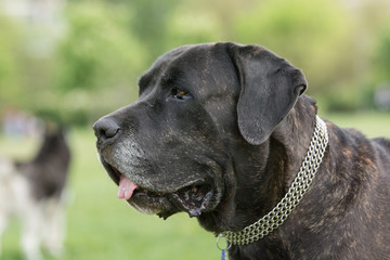Cane Corso dog portrait in outdoors