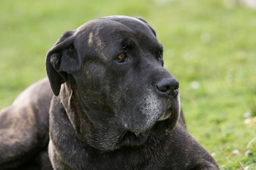 Cane Corso dog portrait in outdoors