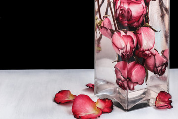 Red roses in water on black background