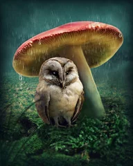Washable wall murals Owl Little owl under mushroom