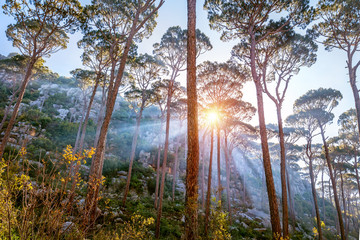 Beautiful forest landscape