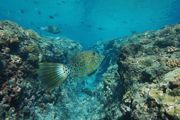 Colorful tropical fish Aluterus scriptus, commonly known as scrawled filefish, broomtail filefish or scribbled leatherjacket, underwater Pacific ocean, French Polynesia