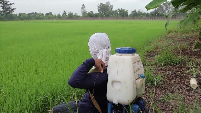 farmer spraying pesticide in rice farm
