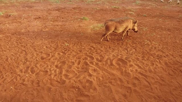 wild hog in savanna at africa