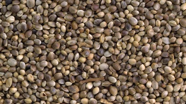 Raw hemp seeds turning close-up background 