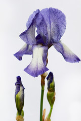Purple irises on a white background