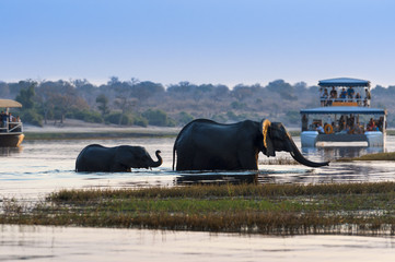 Fototapeta premium Female African Elephant and its cub crossing the Chobe River in the Chobe National Park with tourist boats on the background; Concept for travel in Botswana and Safari