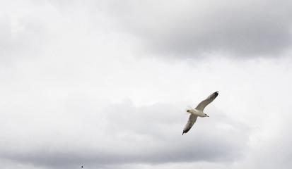 Seagull in flight