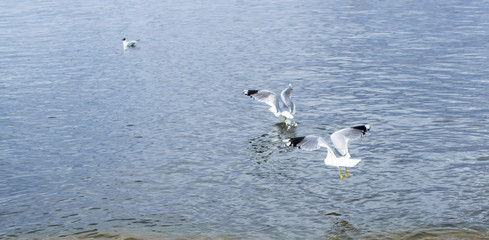 Gulls on the sea