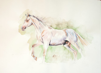 Fototapeta na wymiar perlino akhal-teke horse watercolor painting
