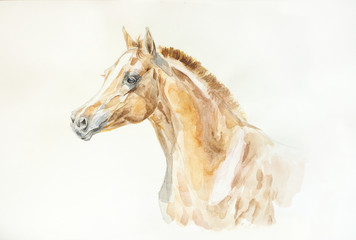 arabian foal watercolor painting