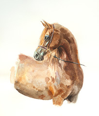 chestnut arabian horse watercolor - 146278267