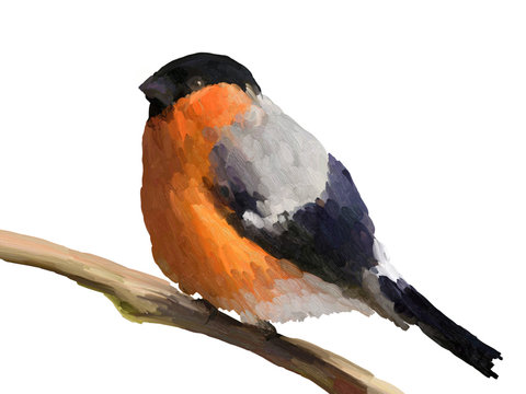 Oil Painting Bullfinch on White Background - Drawing Portrait of Bird