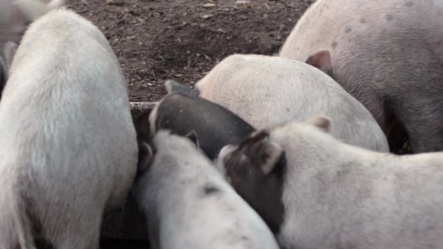 Pigs are fussing around the trough with food