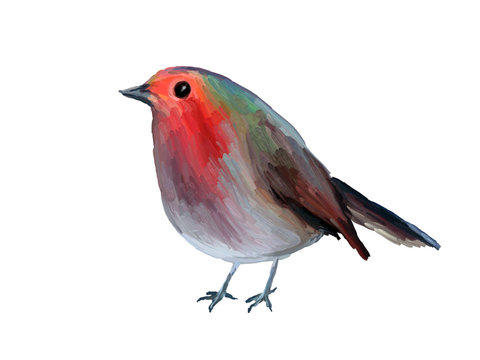 Oil Painting  Robin on White Background - Drawing Portrait of Bird