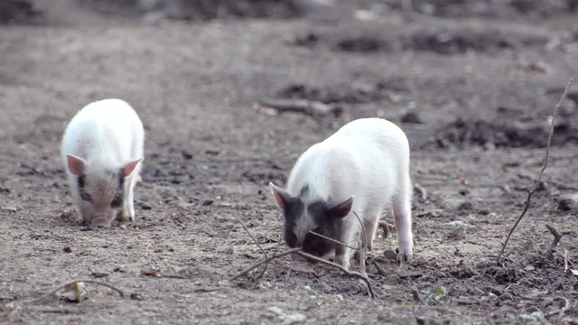 Small pigs dig in the ground