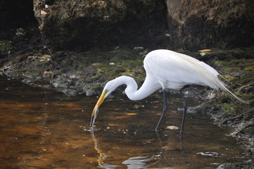 White Egret Feeding